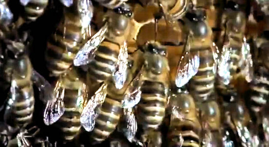 Szerszeń-zwiadowca wśród pszczół. Brutalne kulist świata owadów
