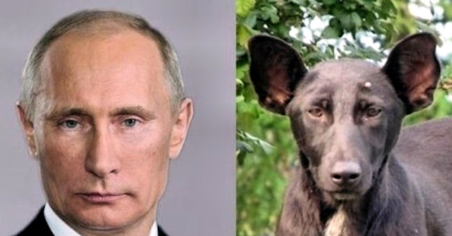 Z Putina śmieją się internauci. Wygląda jak pies