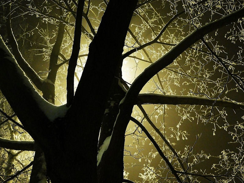 Zima, las, przyroda - fot. Irena Bykowska