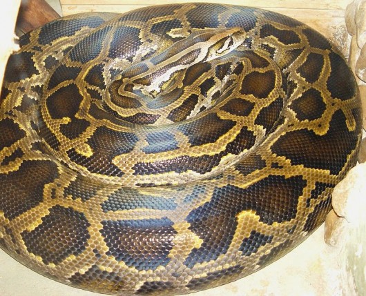 Pyton birmański (Python molurus bivittatus). Foto: Wikipedia