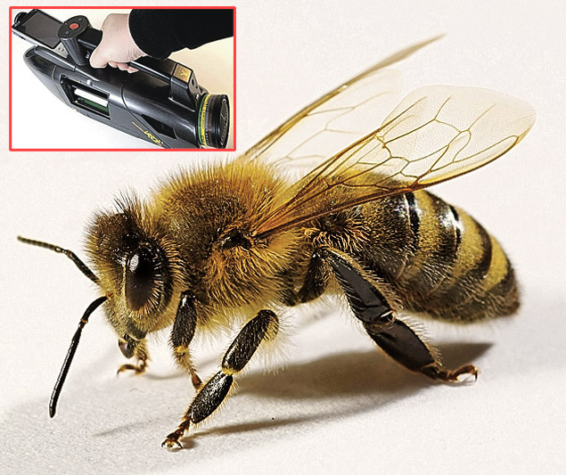 Pszczoła rozpoznaje zapach materiału wybuchowego, a odpowiednie urządzenie rejestruje ten sygnał. Foto: youtube.com